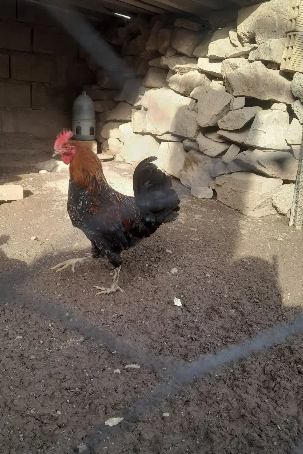 خوروس|حیوانات مزرعه|مسجد سلیمان, |دیوار