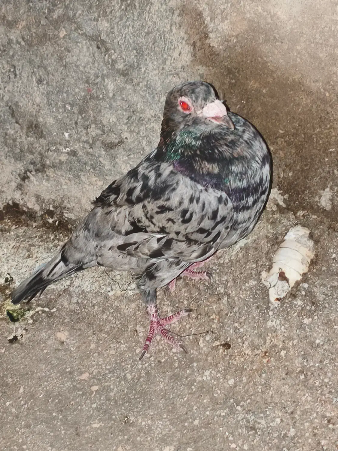 کبوتر پلاکی|پرنده|دهدشت, |دیوار