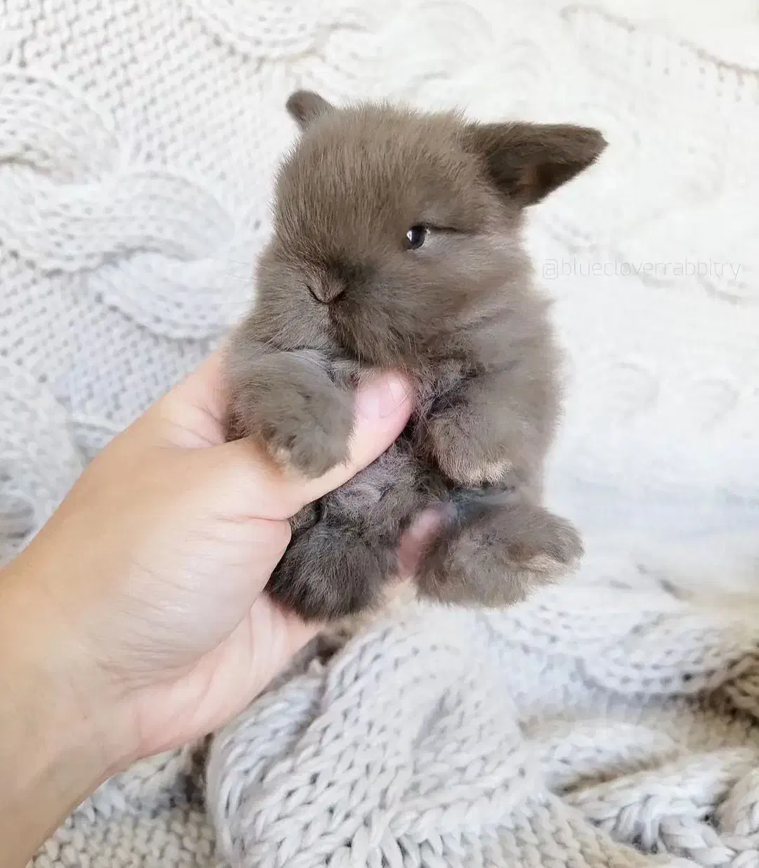 همستر خانگی خرگووش لوپومینیاتوری عروس هلندی مولد|موش و خرگوش|اصفهان, باب الدشت|دیوار