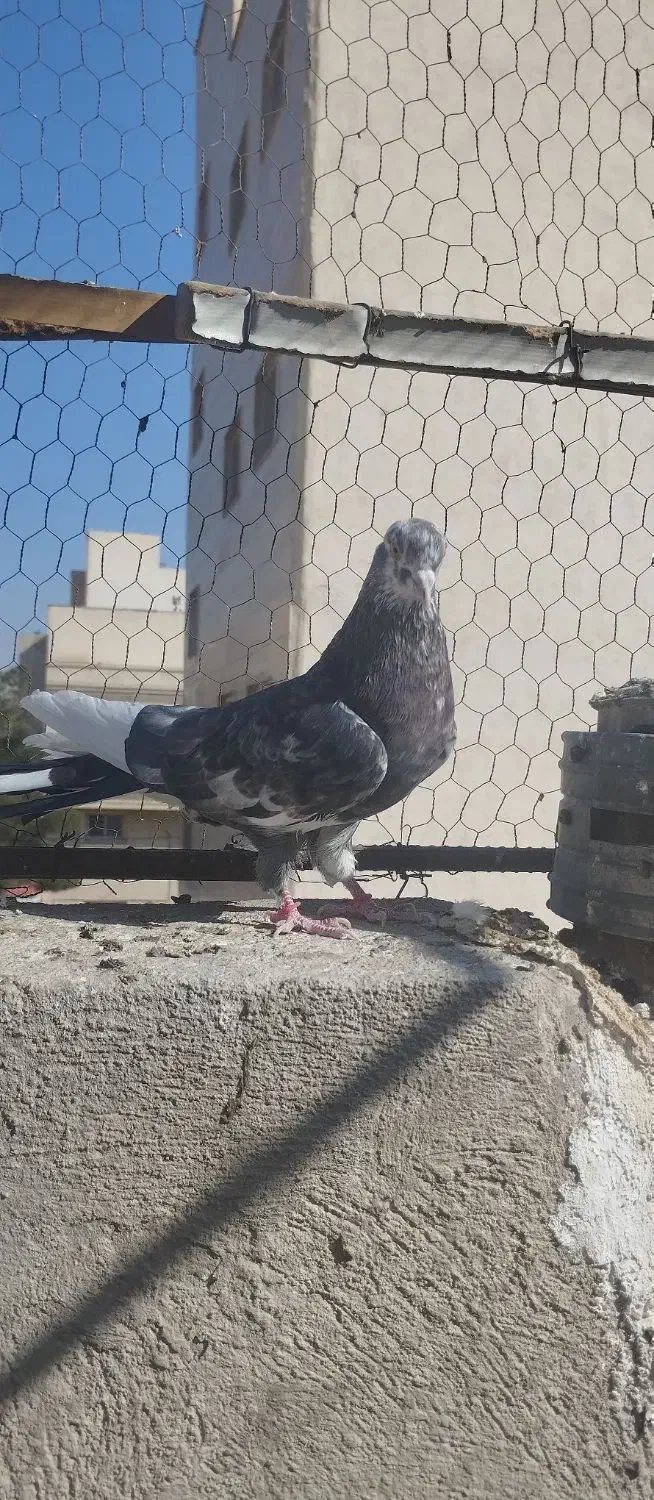 پرشی|پرنده|سمنان, |دیوار