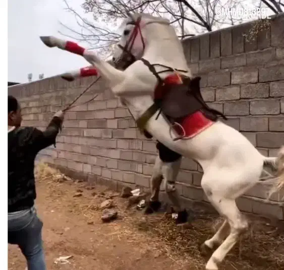 اسب سیلمی اصیل کورد|اسب و تجهیزات اسبسواری|دیواندره, |دیوار