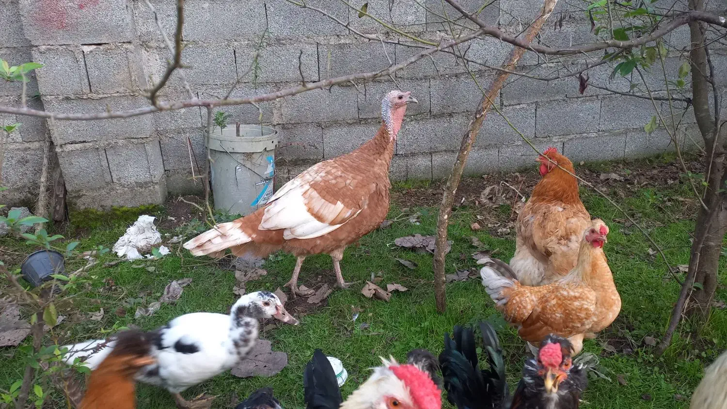 بوقلمون|حیوانات مزرعه|رشت, امین الضرب|دیوار