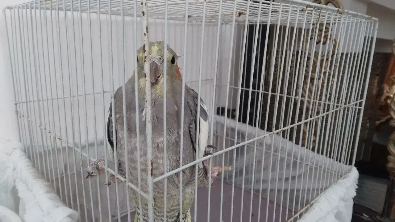 عروس هلندی|پرنده|تربت‌حیدریه, آغوی|دیوار