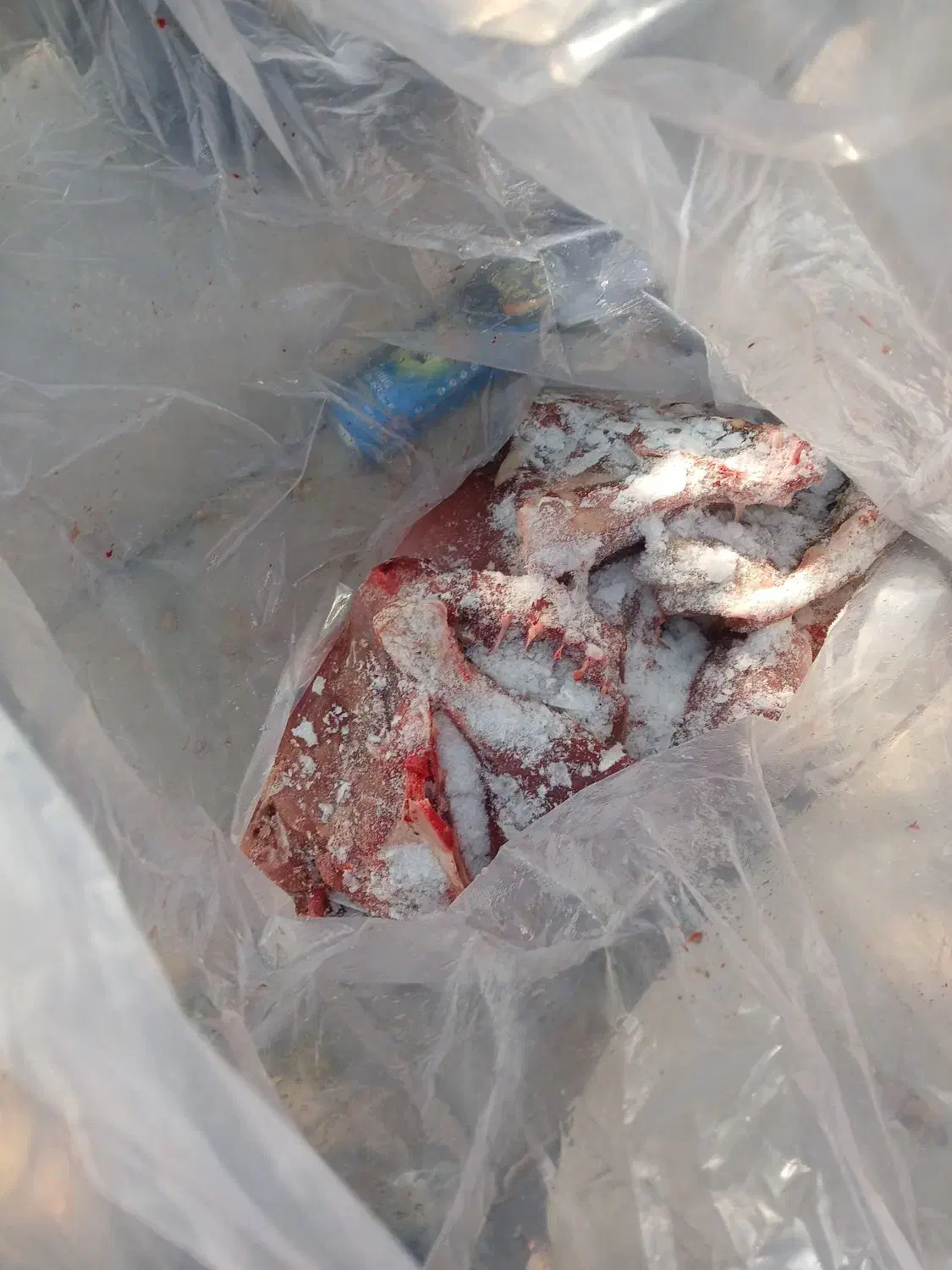 گوشت تازه بوقلمون|خوردنی و آشامیدنی|باقرشهر, |دیوار