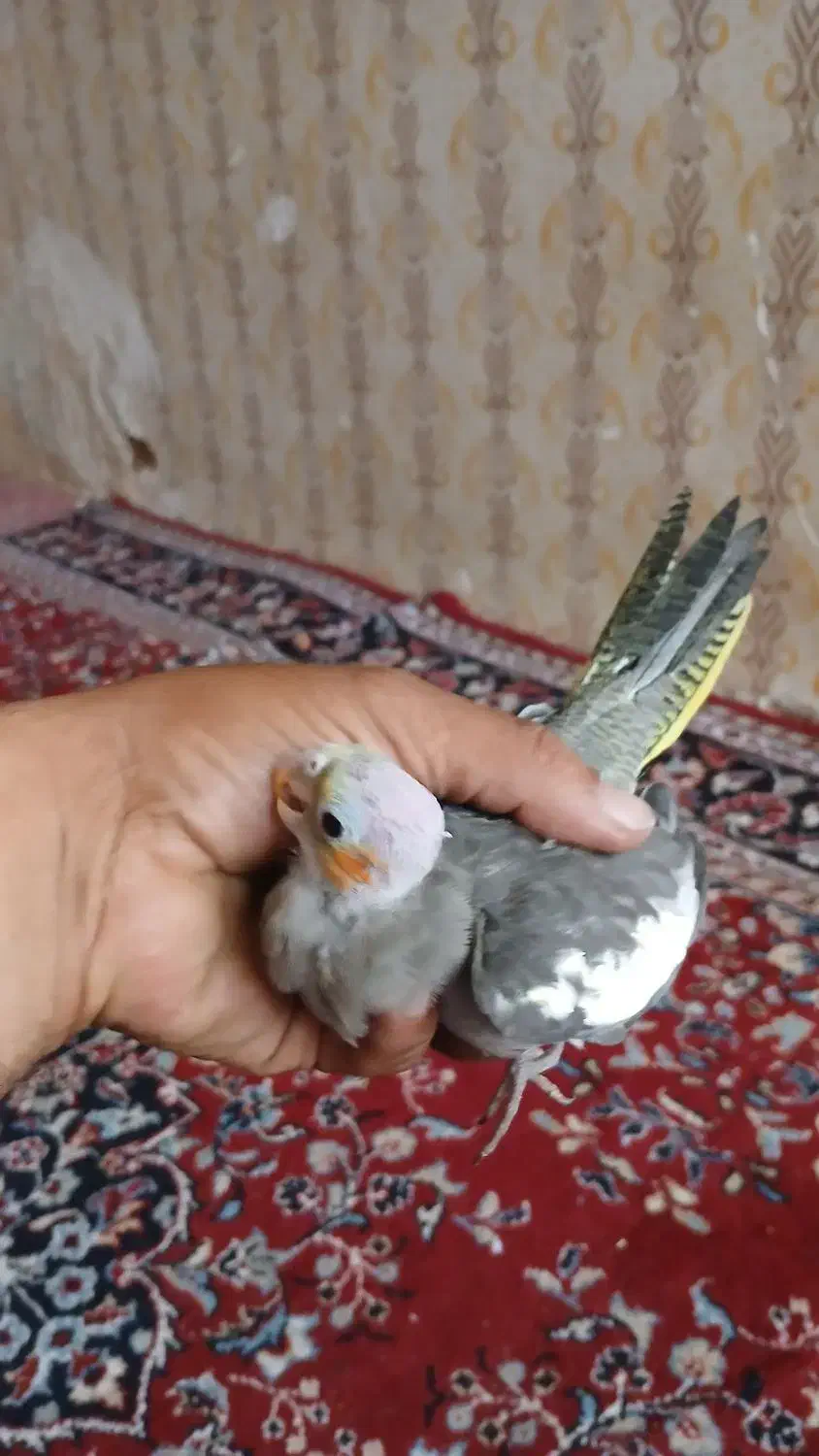 فروش ویژه|پرنده|تربت جام, جامی|دیوار