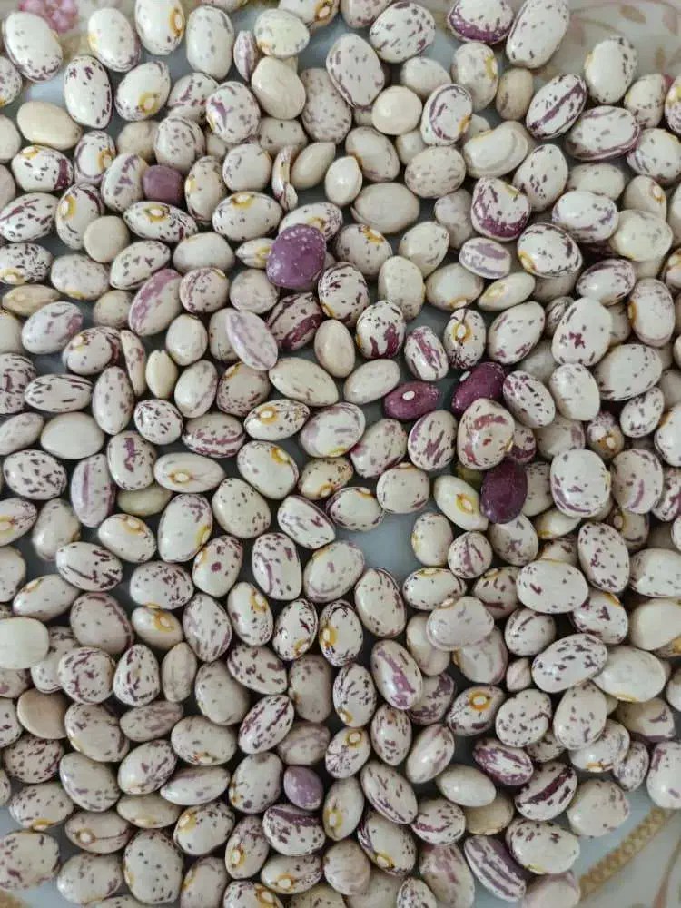 لوبیا چیتی|خوردنی و آشامیدنی|شیراز, باغشهر اهل بیت|دیوار