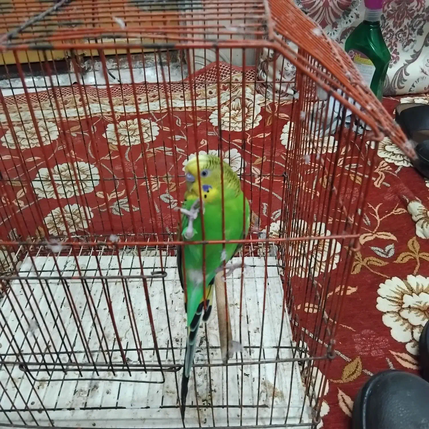 مرغ عشق ویک عدد کفش ایمنی|پرنده|بندر ماهشهر, |دیوار