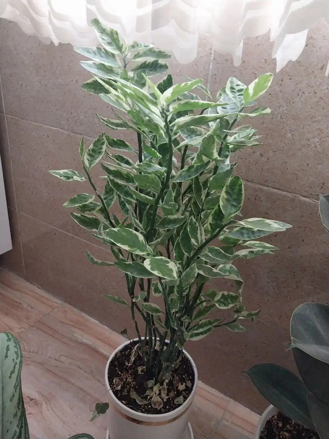 گل طبیعی|گل و گیاه طبیعی|کرمانشاه, |دیوار