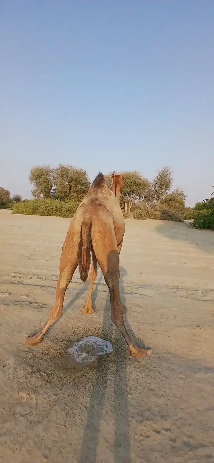 فروشی|حیوانات مزرعه|میناب, |دیوار