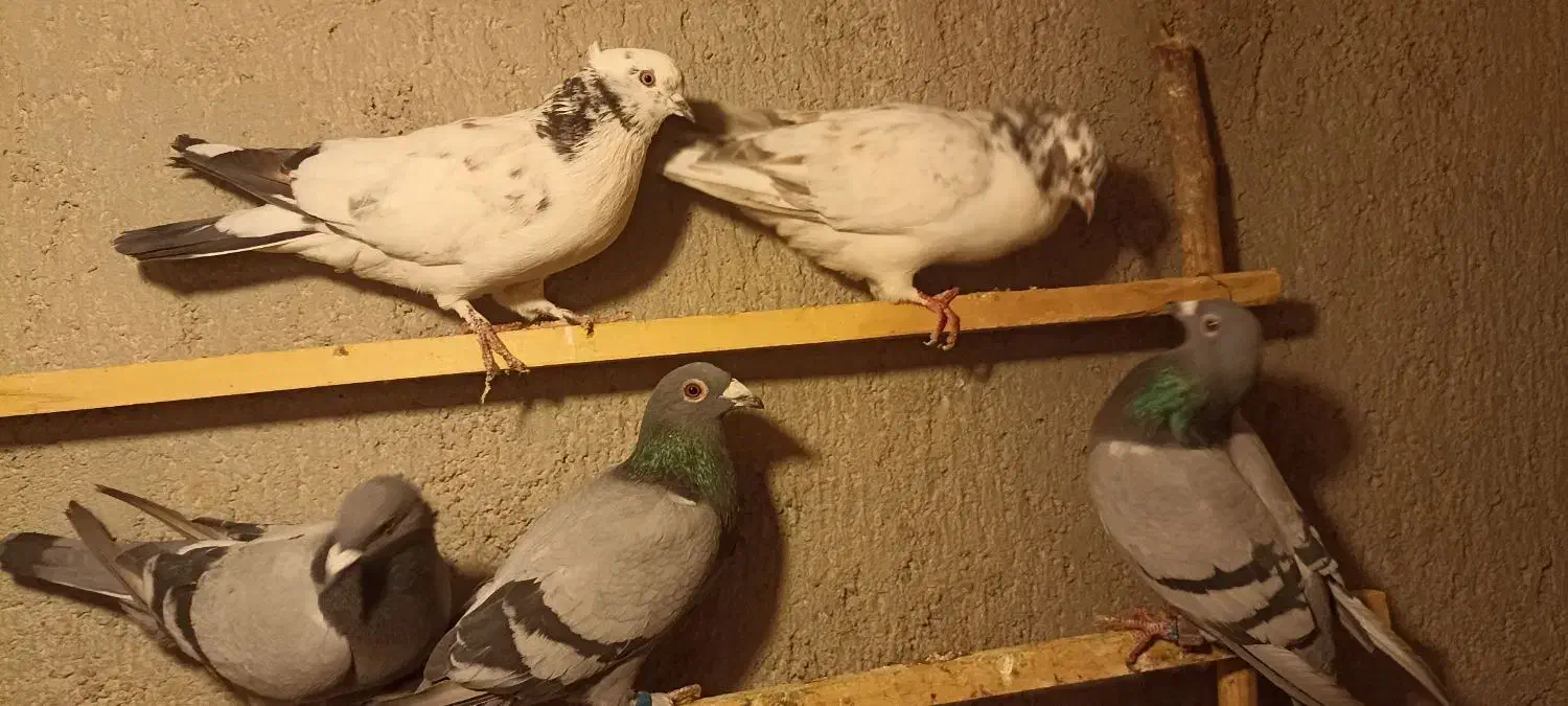 آلمانی مسافتی|پرنده|بسطام, |دیوار