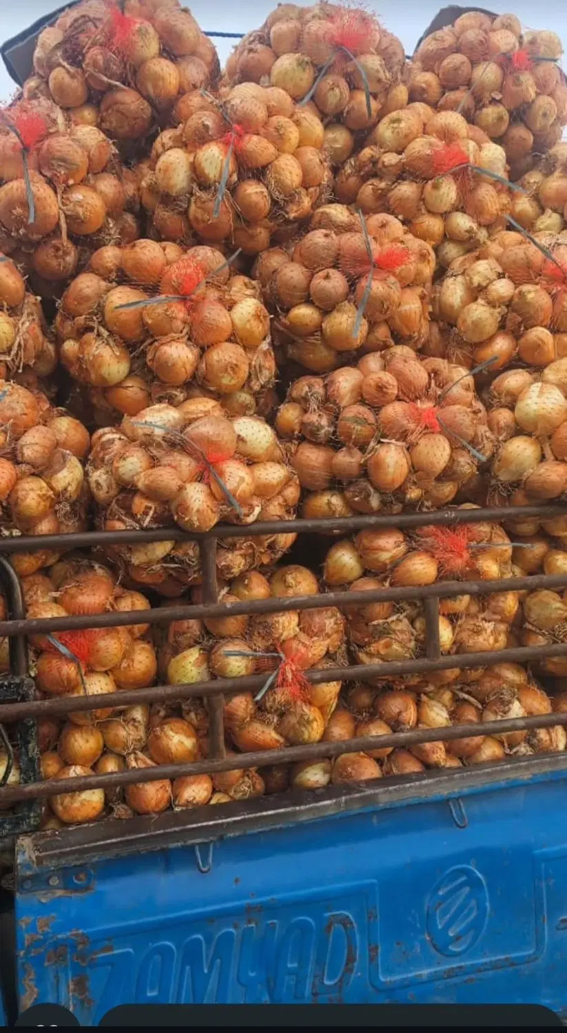گوج و پیاز|خوردنی و آشامیدنی|حسین آباد, |دیوار