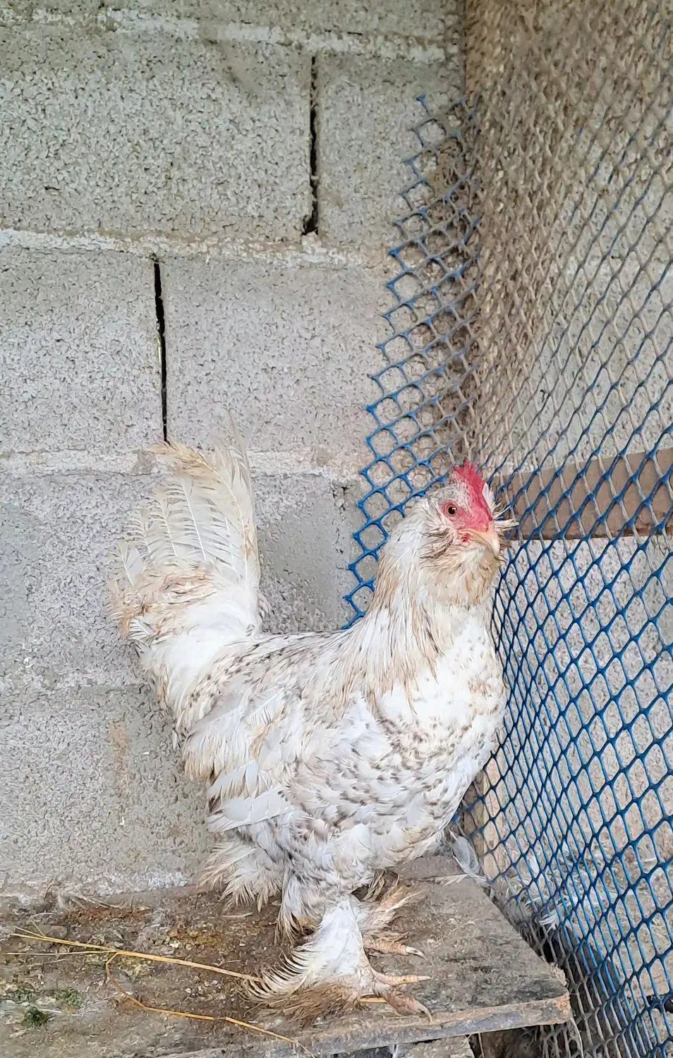 تک خروس مرندی رنگ اسپالیش|حیوانات مزرعه|رشت, حسین آباد|دیوار