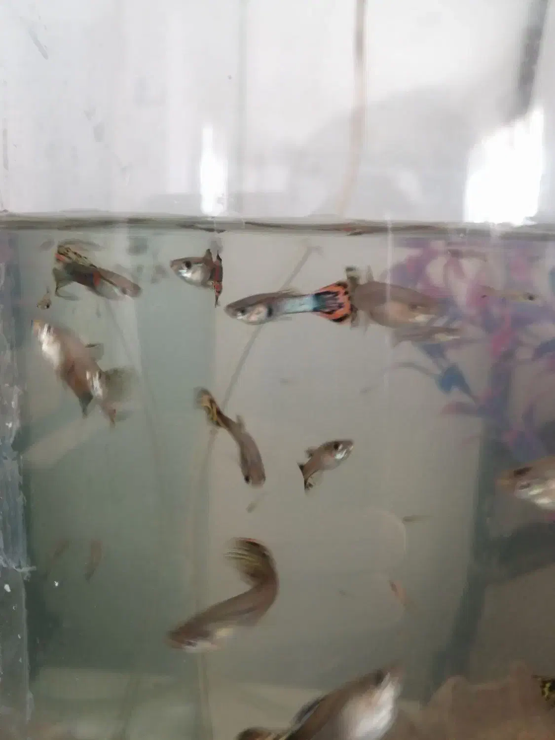 ماهی گوپی جفتی 50 یک نر و یک ماده ‌مولد|ماهی|اسلام‌‌آباد غرب, |دیوار