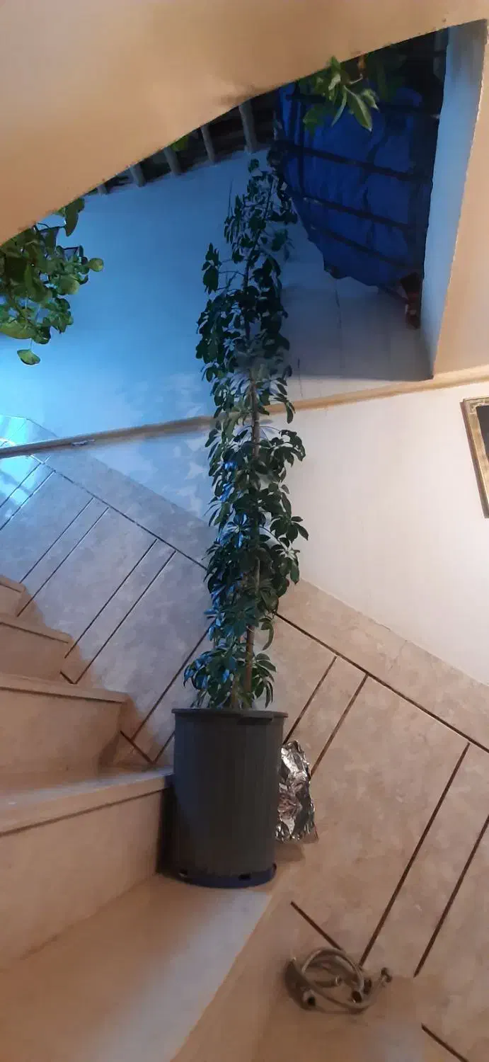 درختچه شفلرا|گل و گیاه طبیعی|فارسان, |دیوار