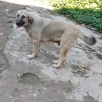 پژدر مخصوص خاص پسند|سگ|گرگان, |دیوار