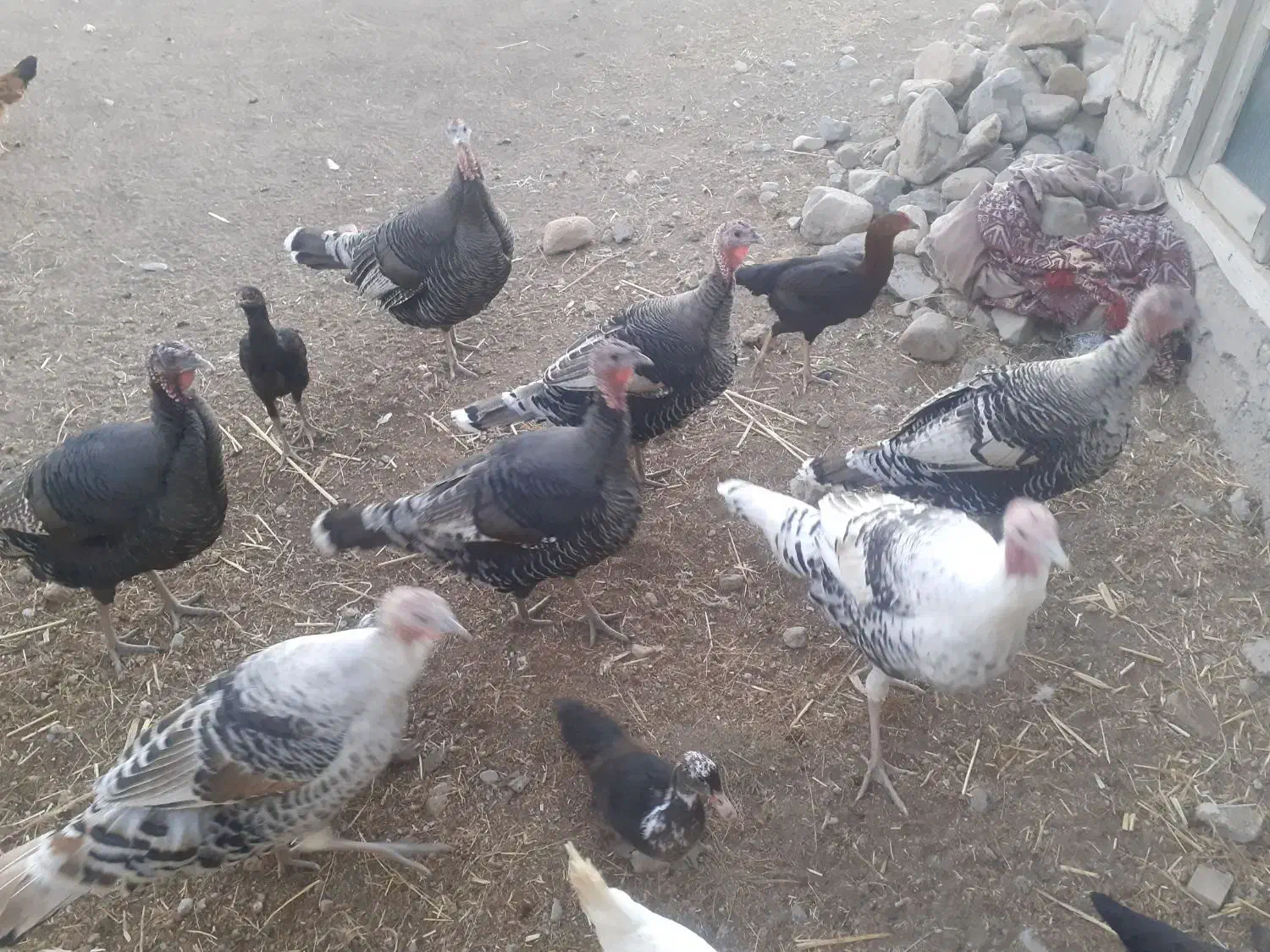 بوقلمون طبیعی|حیوانات مزرعه|مشگین شهر, |دیوار