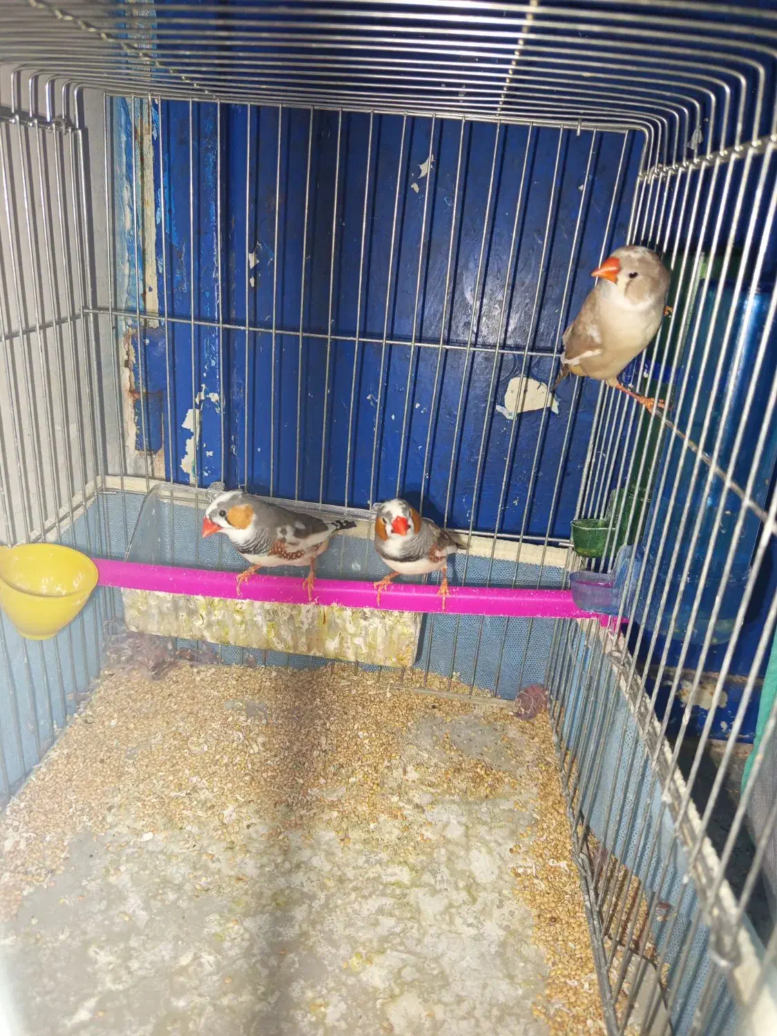 فنچ به شرط ...زیر قیمت|پرنده|یاسوج, |دیوار