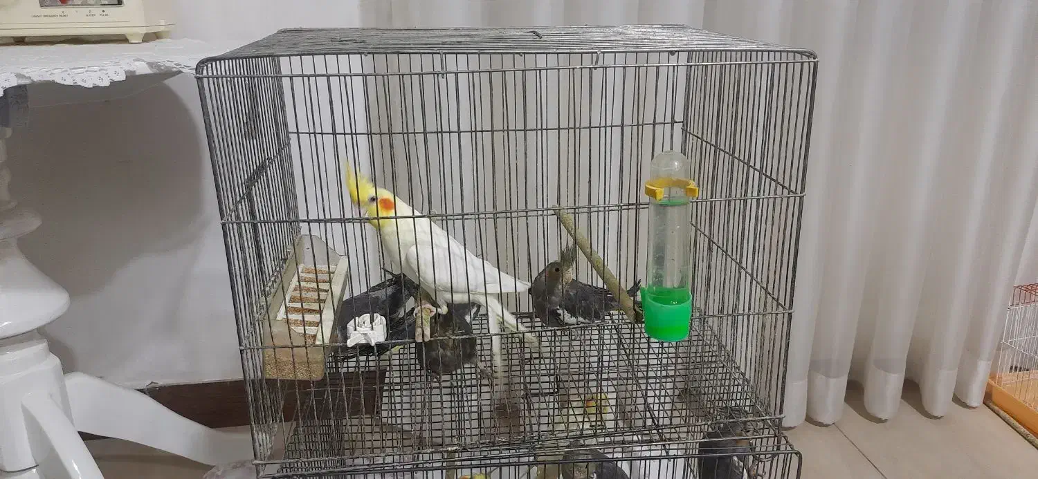 ۴ عددجوجه عروس هلندی ۳ماه ویک نر لوتیتو دستی|پرنده|لاهیجان, گلستان|دیوار