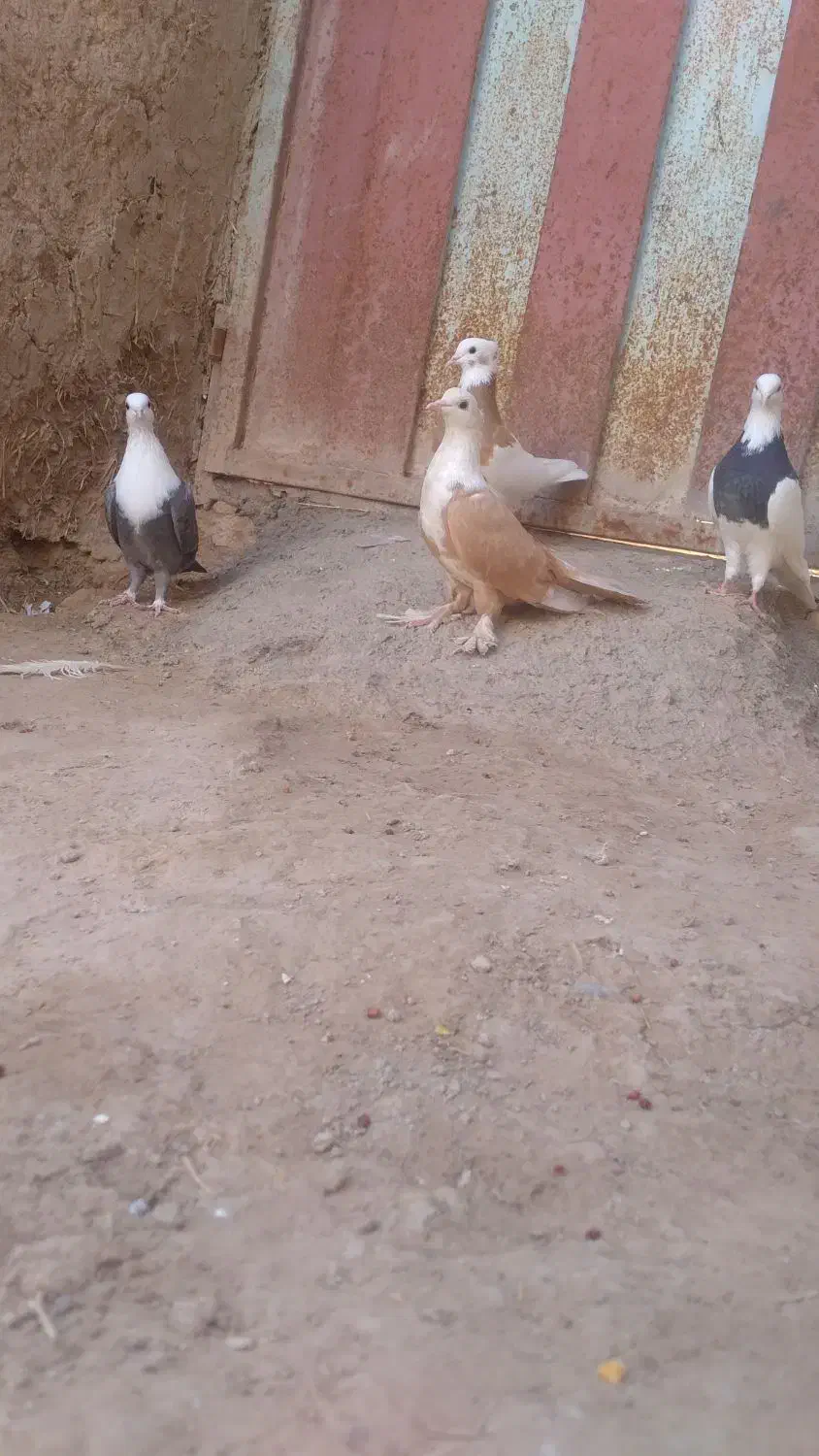 کربلایی زرد ماده فروشی|پرنده|کدکن, |دیوار