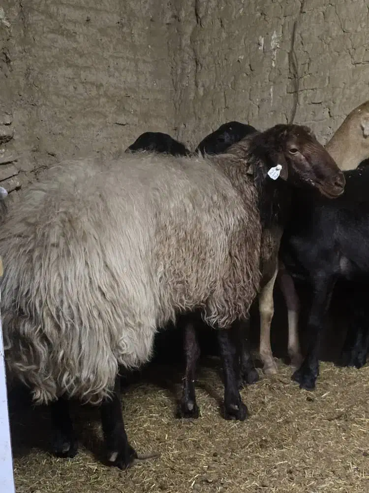 فروش قوچ همو|حیوانات مزرعه|اردکان, |دیوار