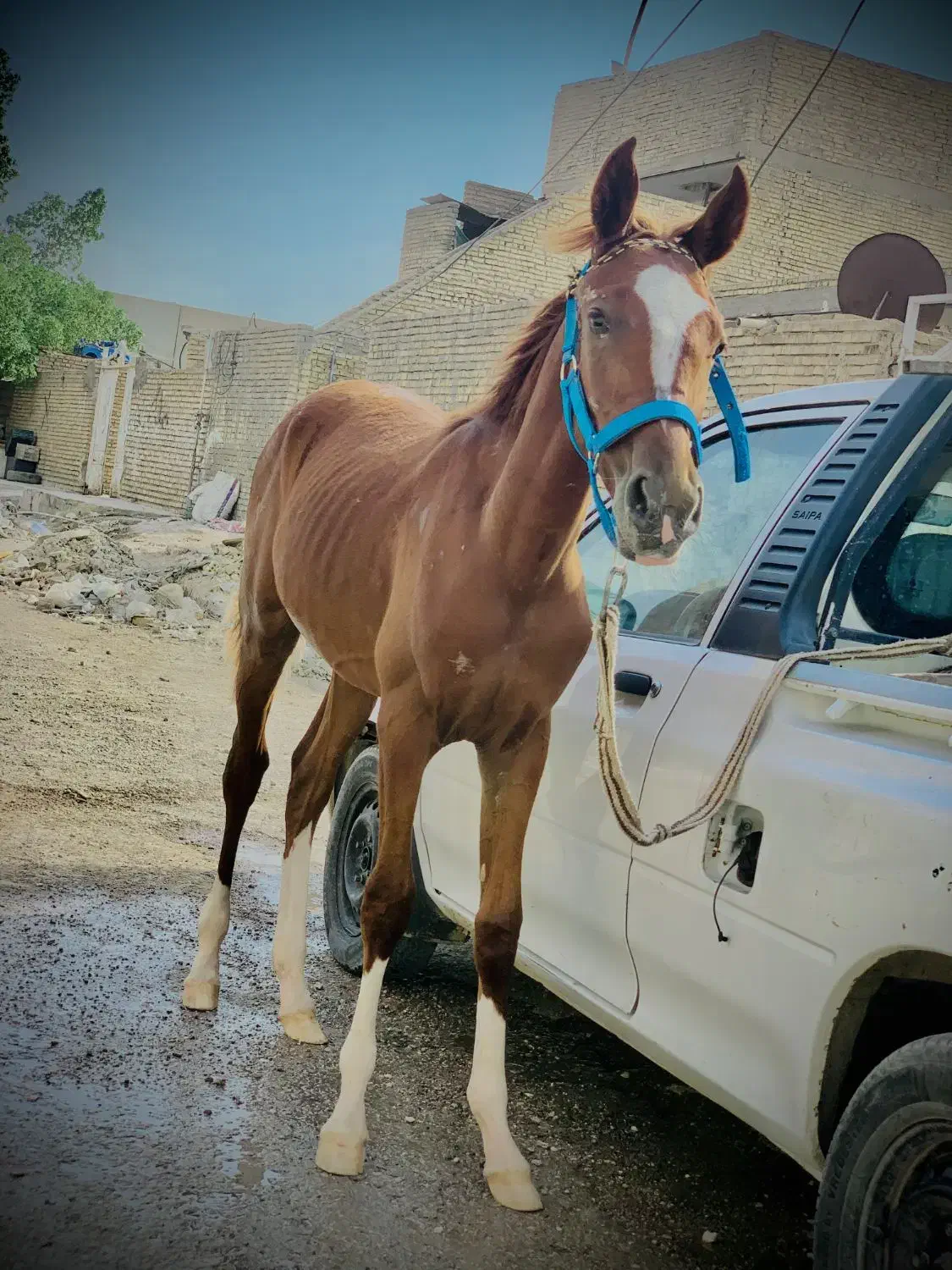 اسب بیداق نریان ۱۰ ماه|اسب و تجهیزات اسبسواری|کارون, |دیوار