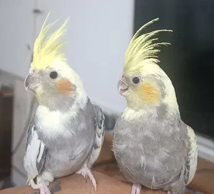 عروس هلندی|پرنده|قم, شاه ابراهیم|دیوار