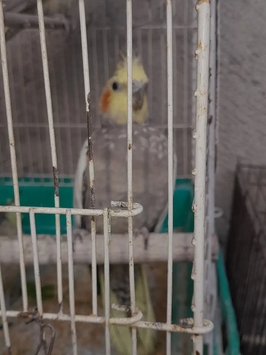 عروس هلندی|پرنده|رشت, سلیمانداراب|دیوار