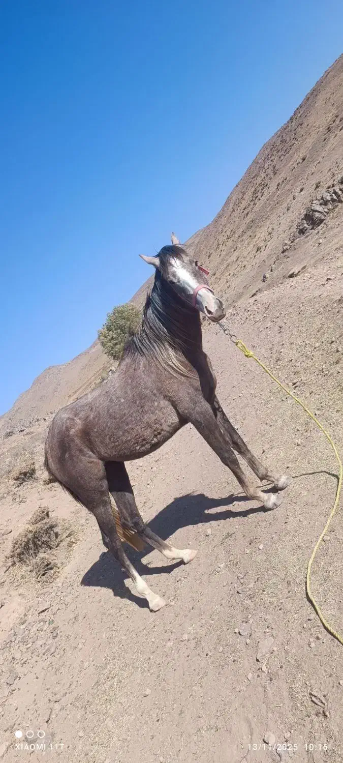 مادیونه نژادش در شور و کرد میکس شده|اسب و تجهیزات اسب‌سواری|نظرآباد, احمد آباد|دیوار