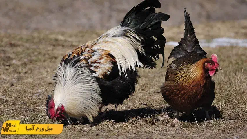 مرغ و خروس ارگانیک|حیوانات مزرعه|یزد, |دیوار
