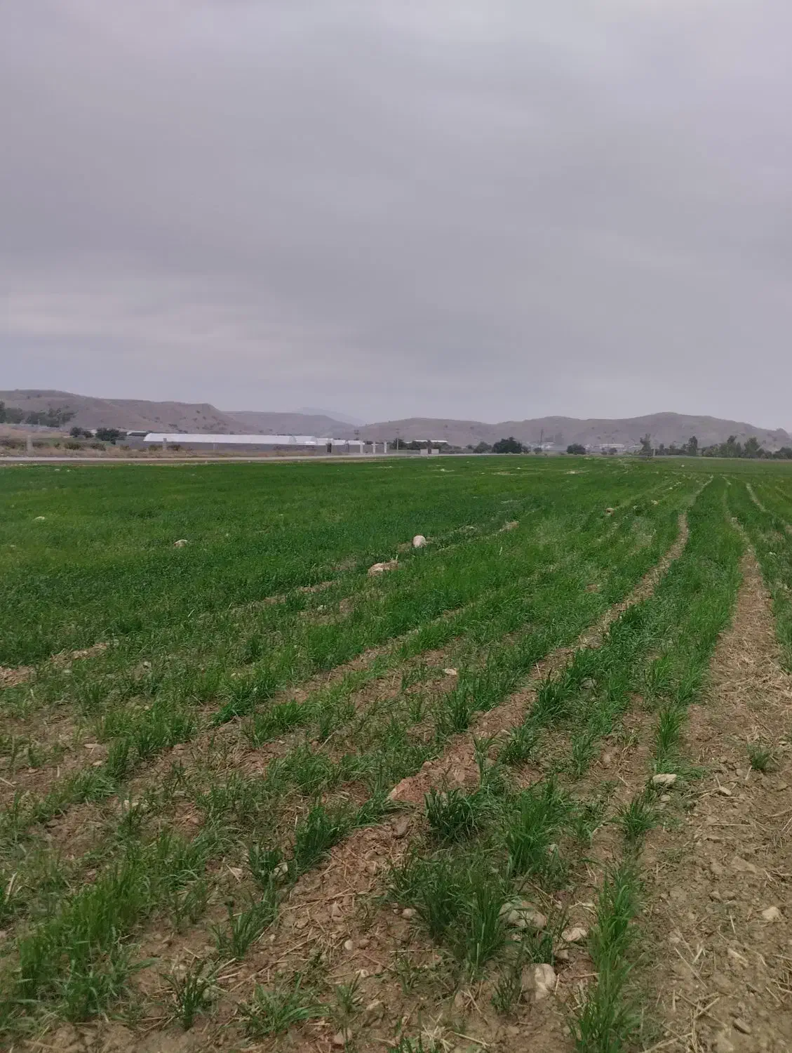 زمین کشاورزی|فروش دفتر صنعتی، کشاورزی، تجاری|دوگنبدان, |دیوار