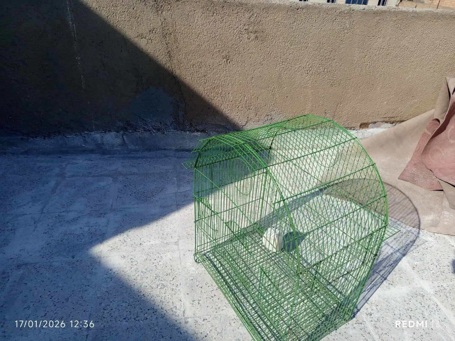 قفس عروس هلندی|لوازم جانبی حیوانات|پاکدشت, خاتون آباد|دیوار