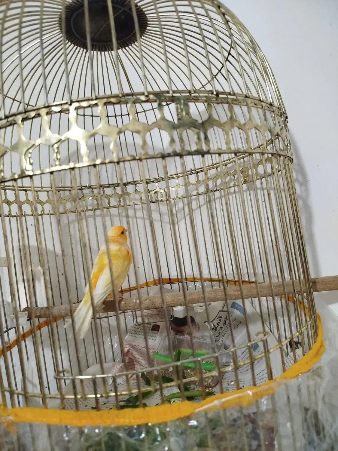 دو تا قناری برفکی و زرد بخون نهبندان|پرنده|نهبندان, |دیوار