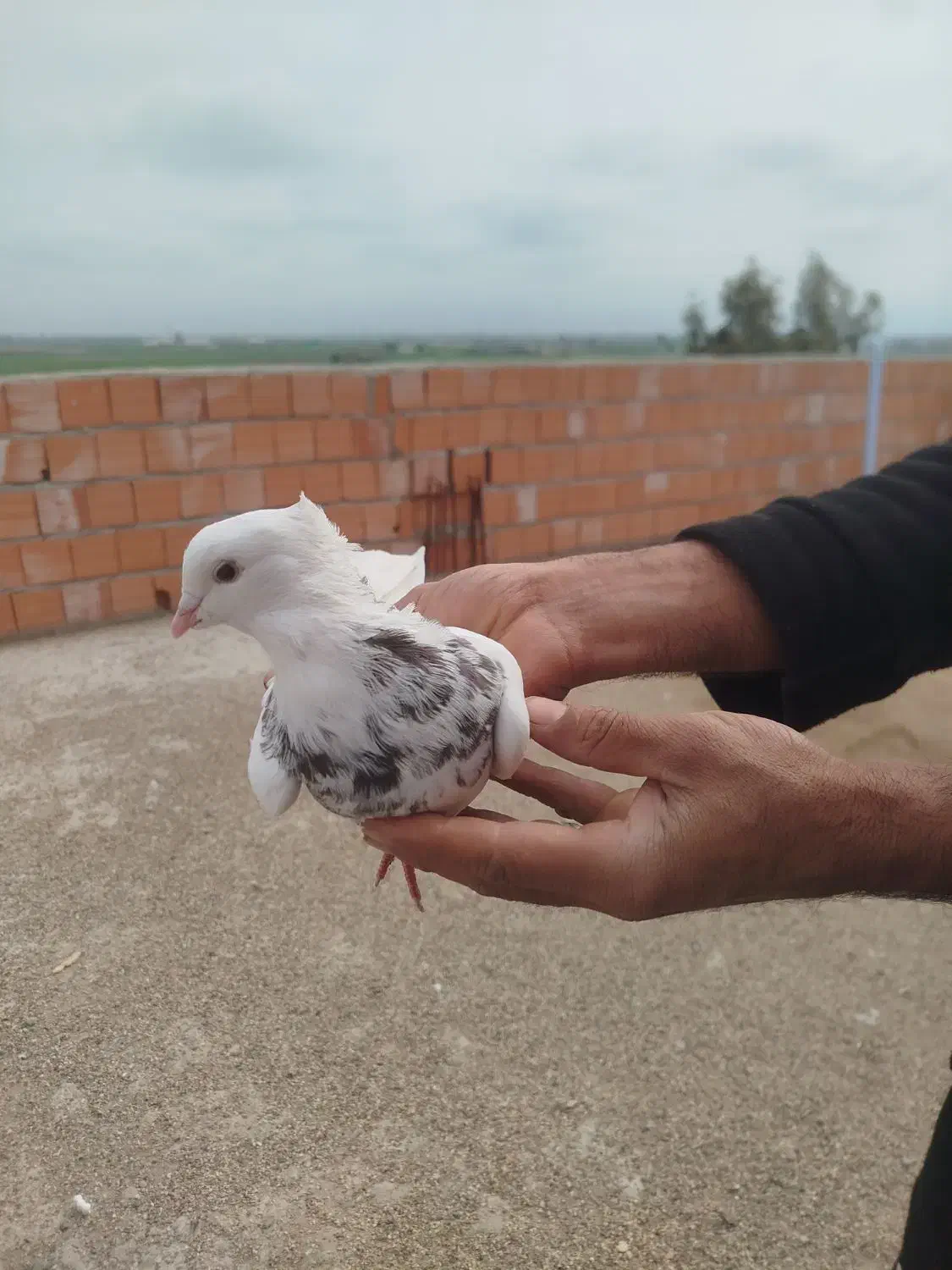 کبوتر|پرنده|گنبد کاووس, |دیوار