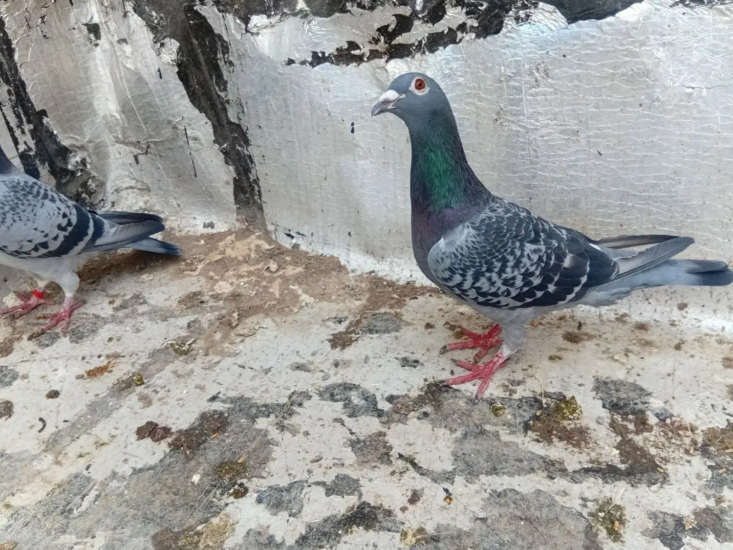 کبوتر|پرنده|اردبیل, |دیوار