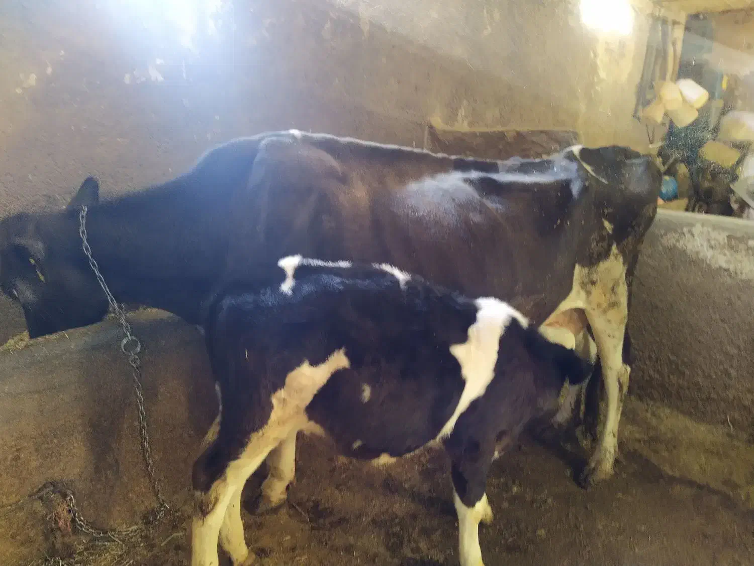 گاو وگوساله سیمینتال|حیوانات مزرعه|بروجرد, |دیوار