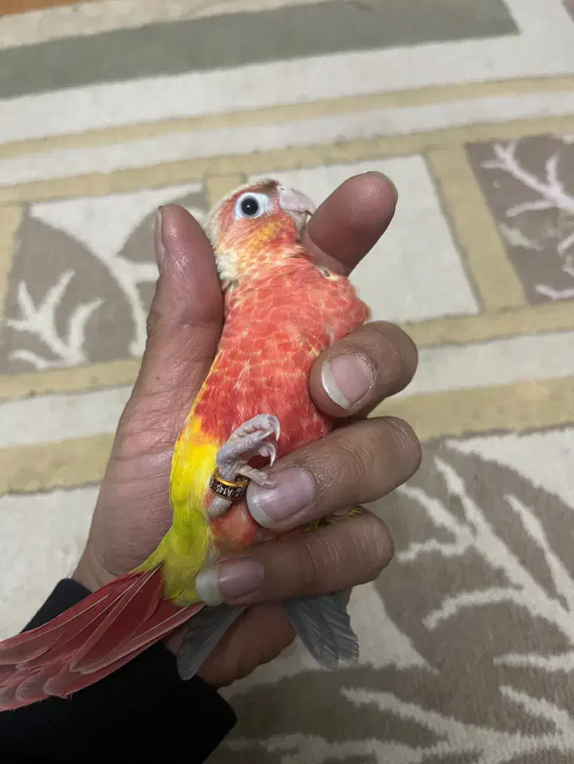 طوطی گرینچیک آناناسی|پرنده|بهبهان, |دیوار