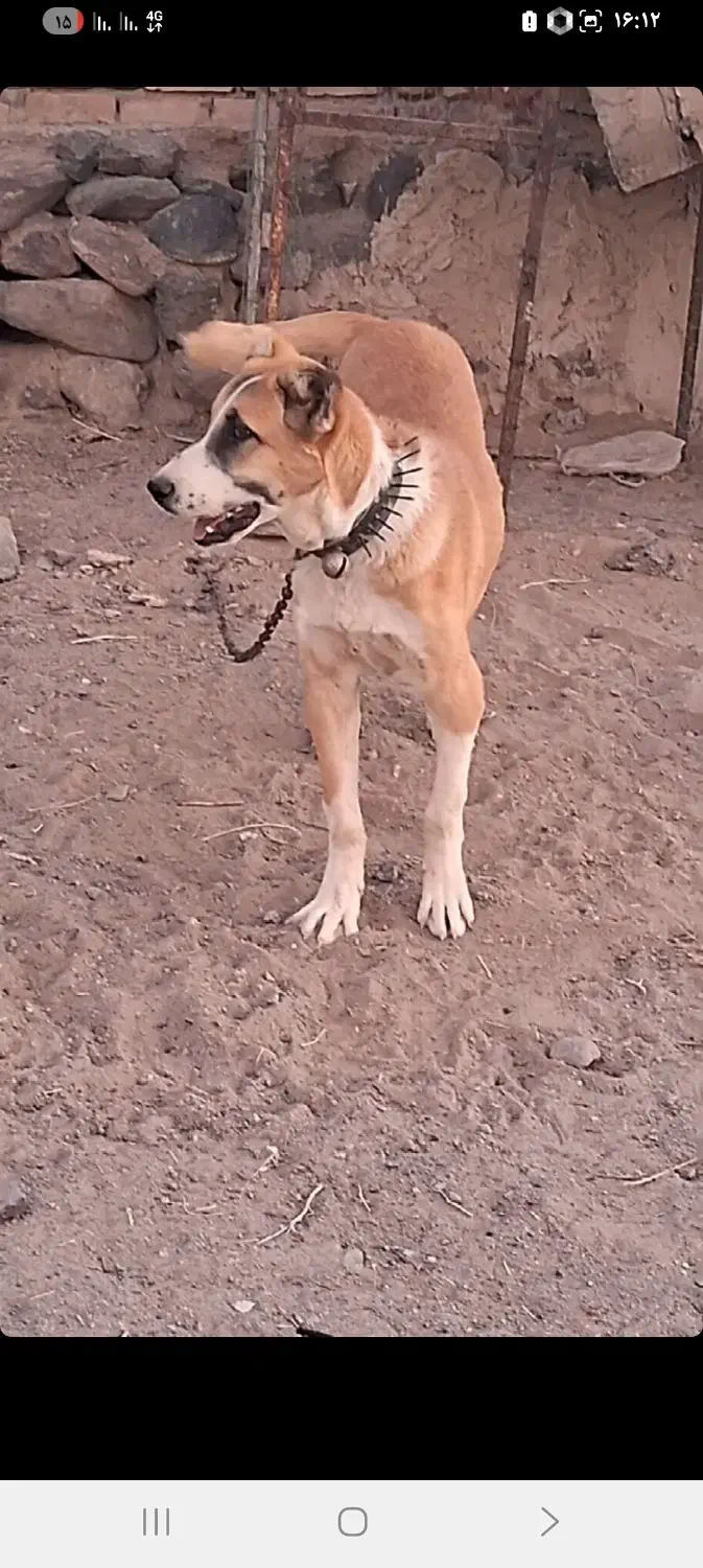 توله سگ|سگ|سربیشه, |دیوار