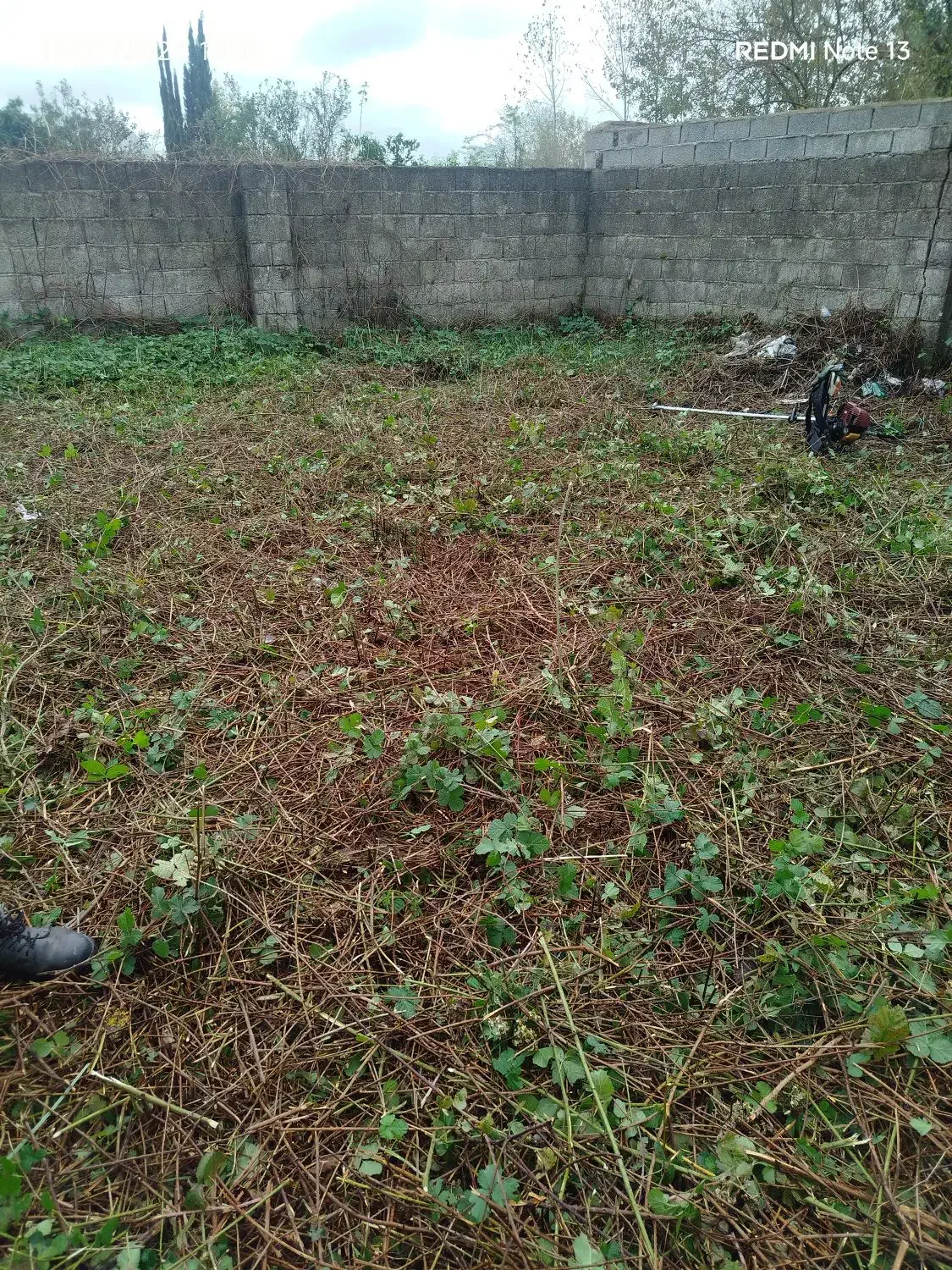 چمن زنی وعلف زنی|خدمات باغبانی و درختکاری|خمام, |دیوار