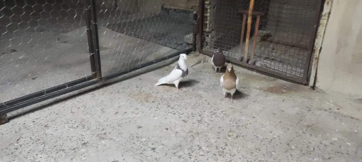 کبوتر|حیوانات|بروجرد, |دیوار