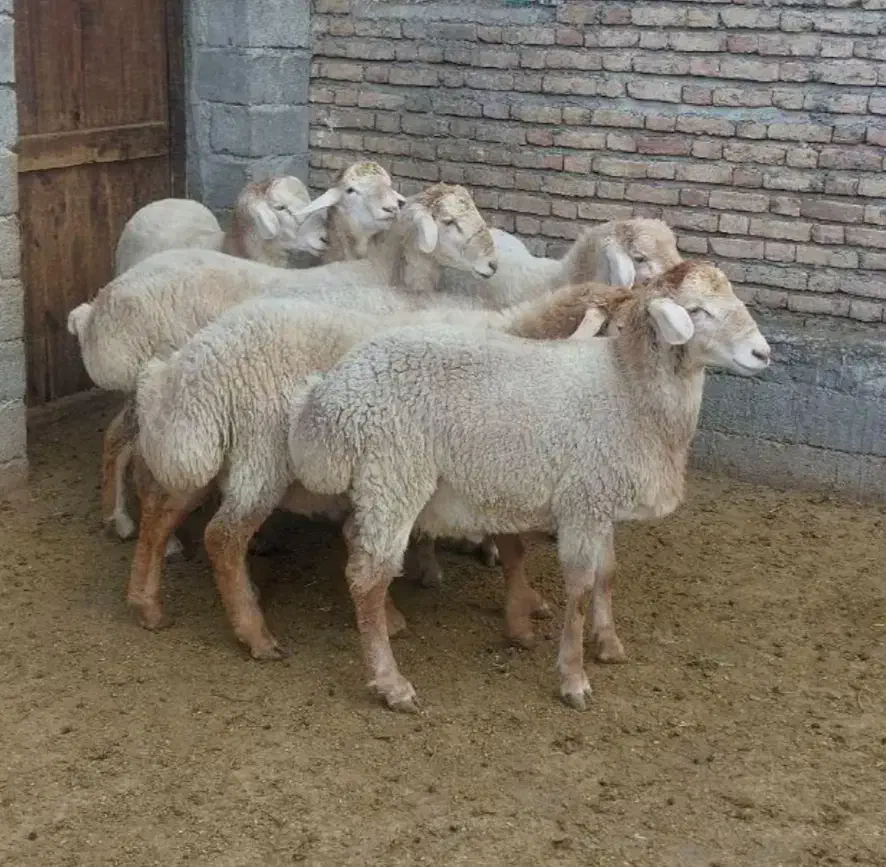 قصاب ماهر ذبح گوسفندبصورت بهداشتی زیر نیم ساعت|خدمات پیشه و مهارت|اردبیل, |دیوار