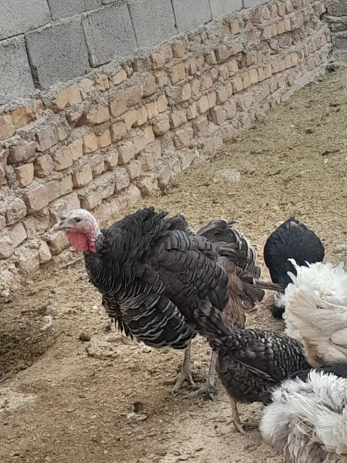 بوقلمون|حیوانات مزرعه|آران و بیدگل, |دیوار