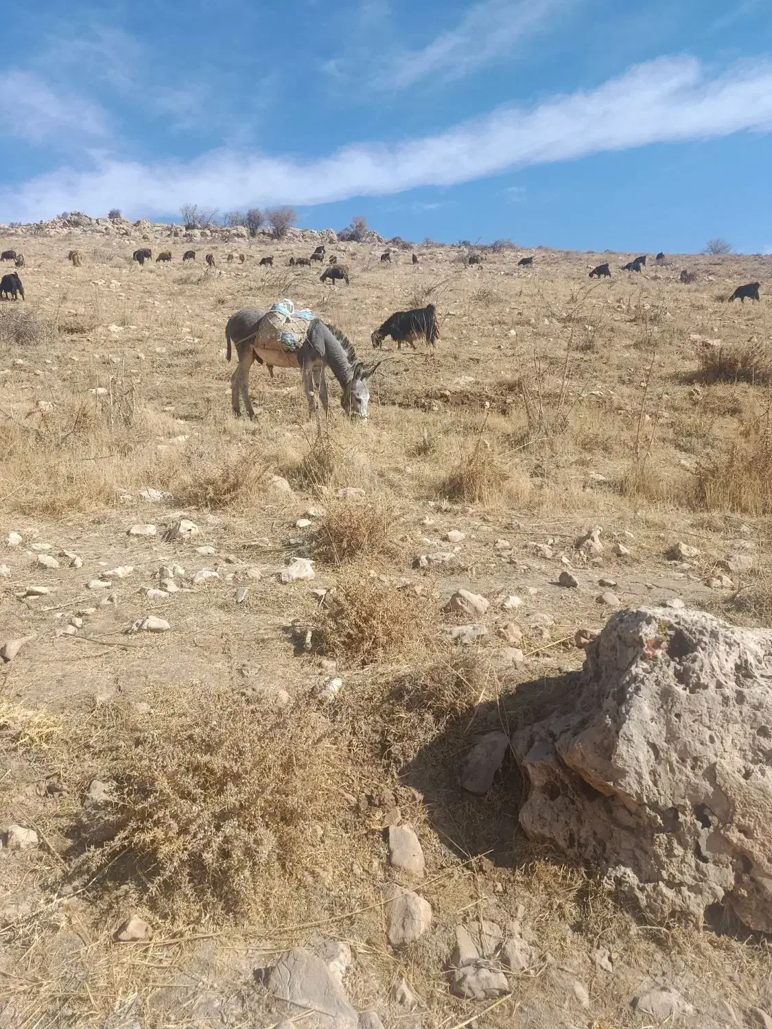 خر گله ای|حیوانات مزرعه|سپیدان, |دیوار