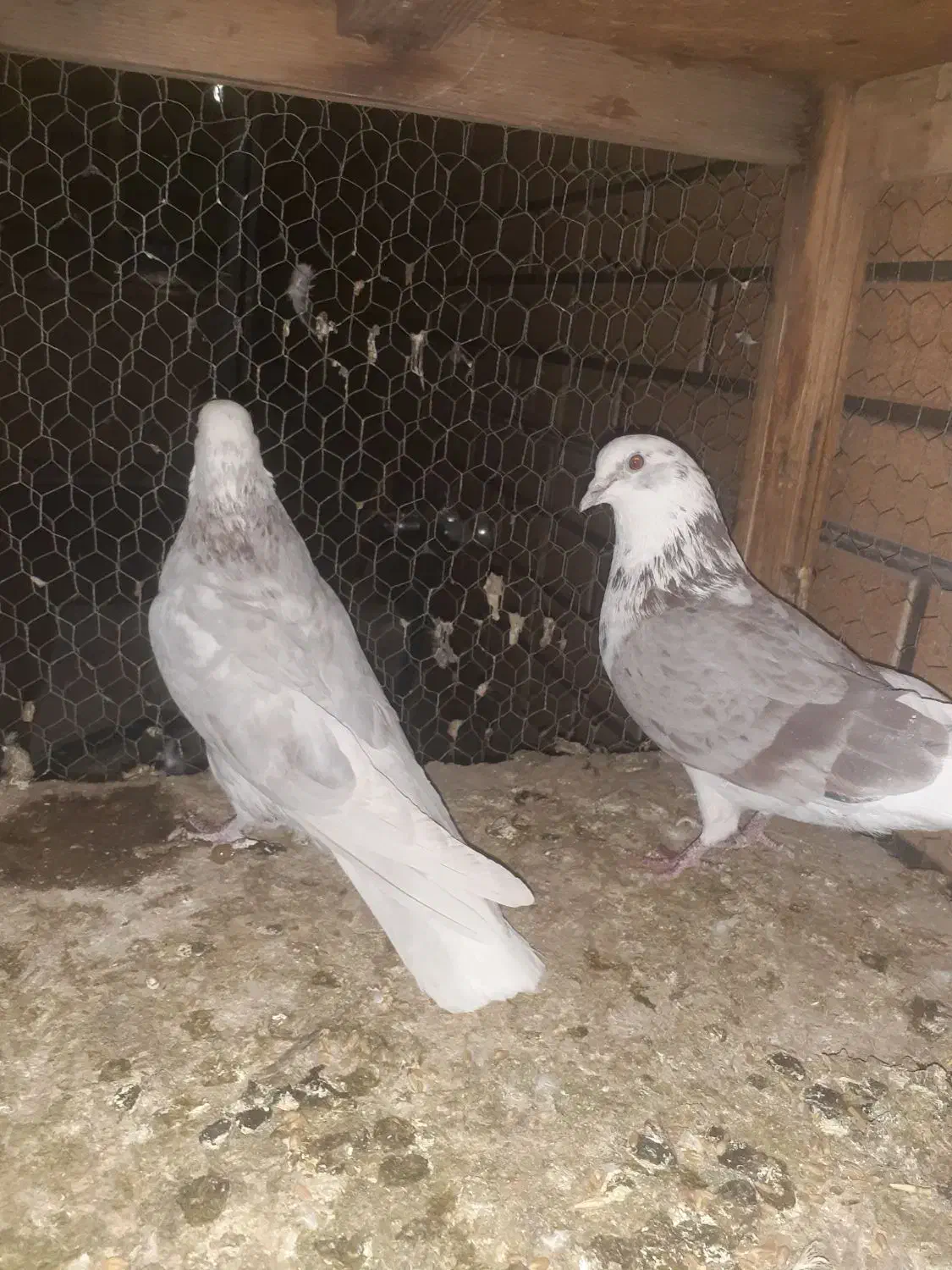 ۵جفت قناری|پرنده|کاشان, باغ ماجد|دیوار