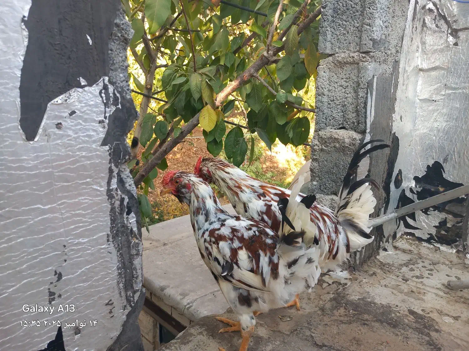 پنج عددخروس گلین|حیوانات مزرعه|پاوه, |دیوار