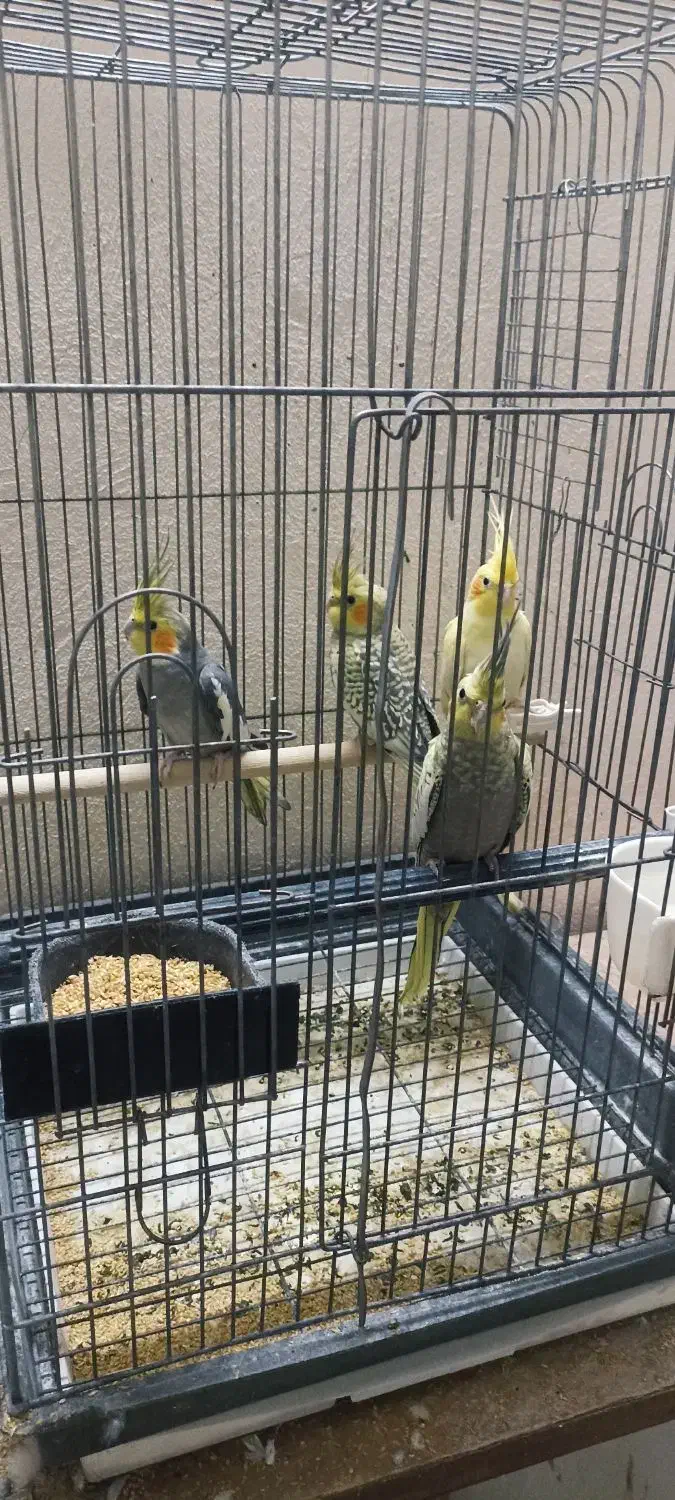 مرغ عروس|پرنده|آران و بیدگل, |دیوار