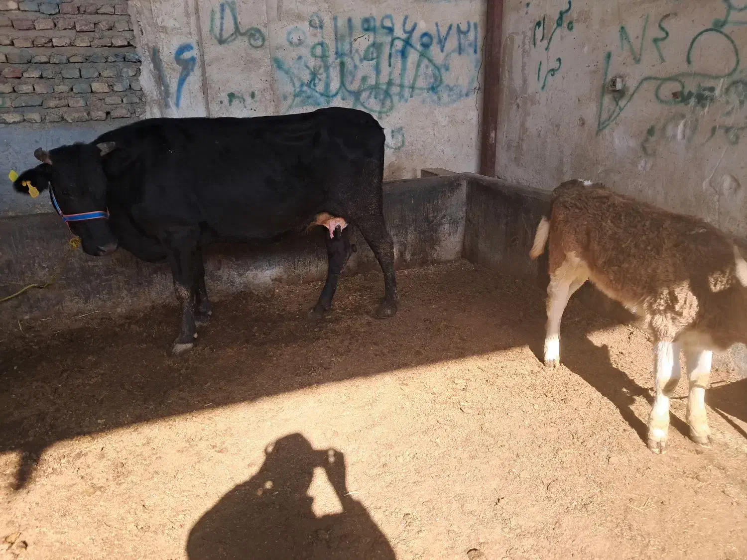 گاو شیری|حیوانات مزرعه|گنبد کاووس, |دیوار