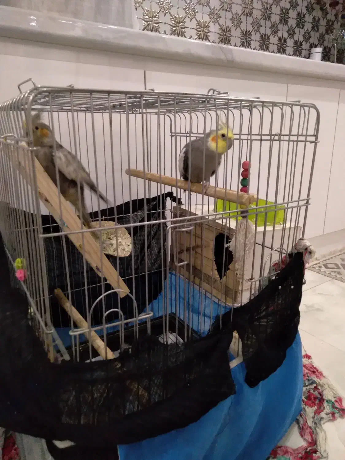 عروس هلندی|پرنده|ماهدشت, |دیوار