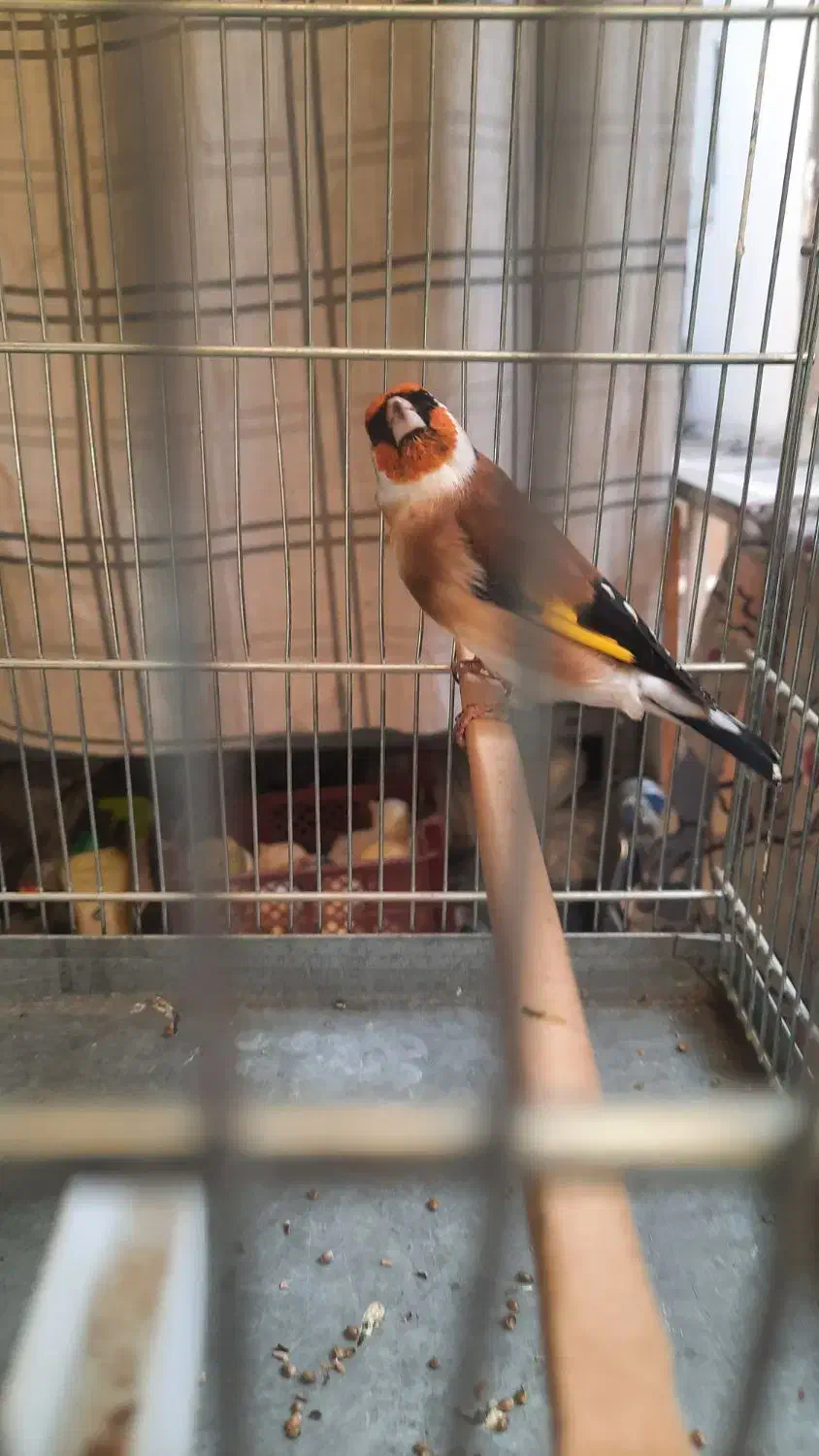 جوجه سهره سهره کهنه دوساله|پرنده|ری, شهادت|دیوار