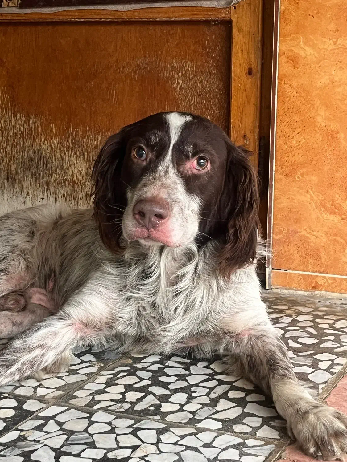 سگ گمشده|حیوانات|کلاچای, |دیوار