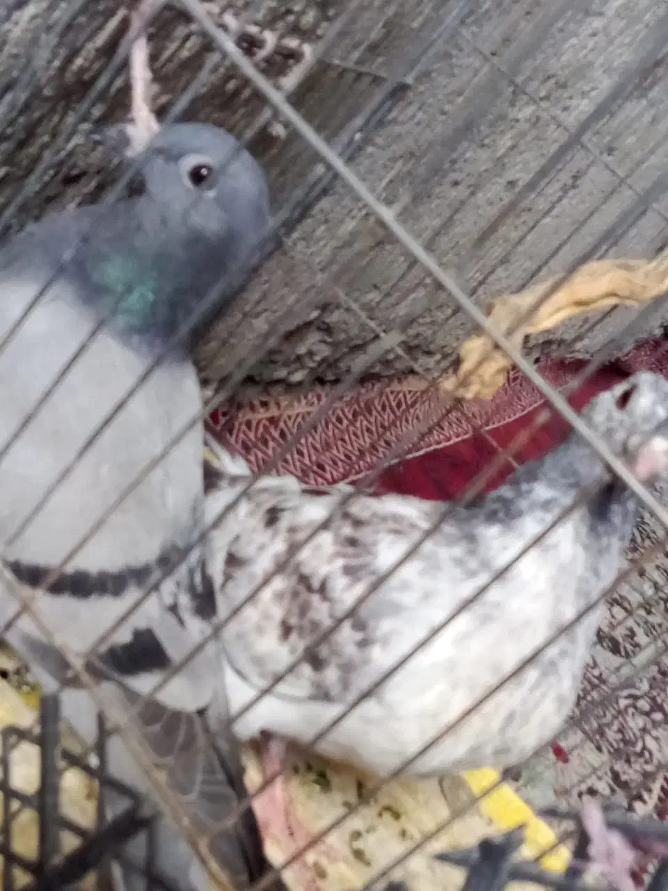 گفتر|پرنده|ایرانشهر, |دیوار